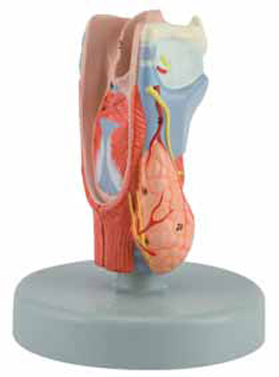 Larynx, life size 2 Parts